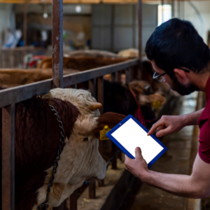 Cloud, Server, PC and Mobile Systems for BLE or RFID in Livestock Tracking