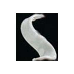 UHF-RFID-Laundry-Tag-3.jpg The Inventory Master 860 to 960 MHz Gen 2 UHF RFID Animal Ear Tag