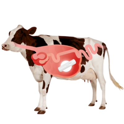 LoRaWAN Smart Rumen Bolus For Cattle Temperature And Activity – The Inventory Master